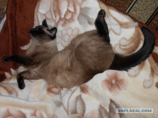 А как спит ваш кот?