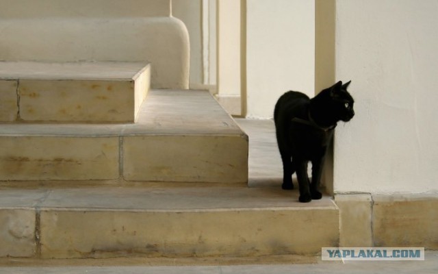Котовторник 04.11.2014