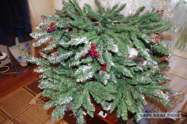 Котовторник 30.12.2014