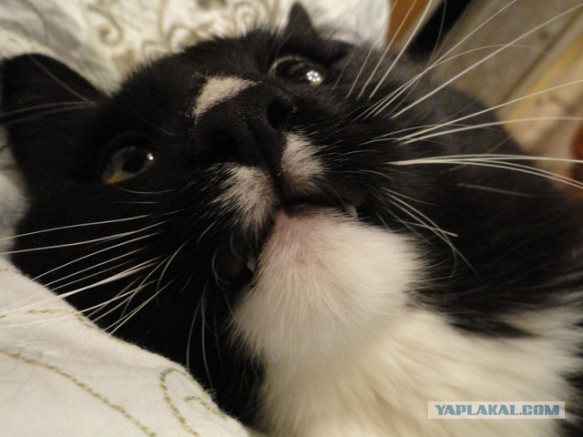 Котовторник 20.01.2015
