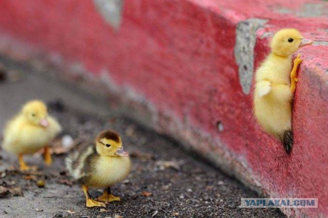 41 веселая картинка