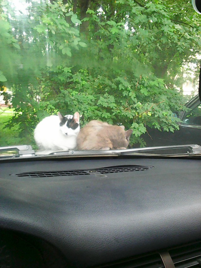 Котовторник 09.06.2015