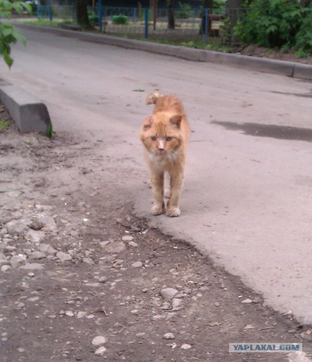 Дикий Кот