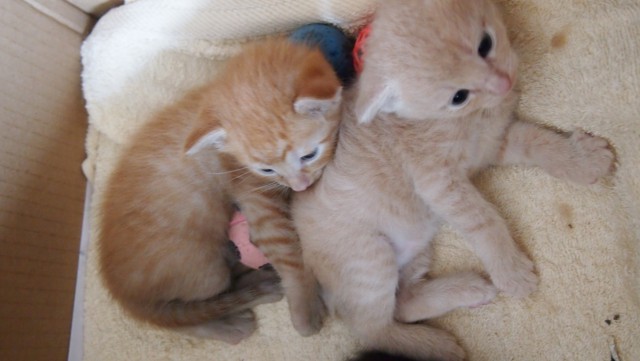 Котовторник 7.07.2015