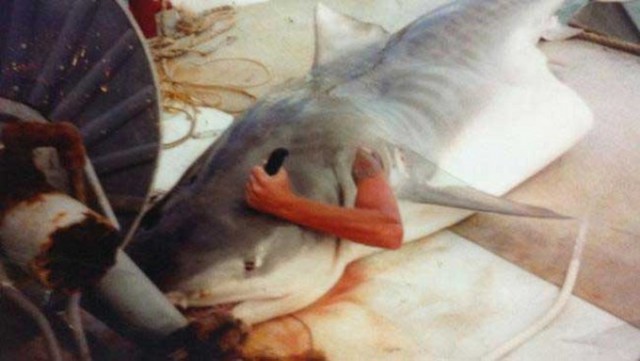 Австралиец забил насмерть акулу оторванной ногой