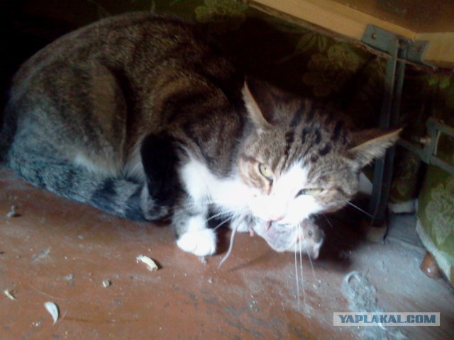 Котовторник 29-09-2015,