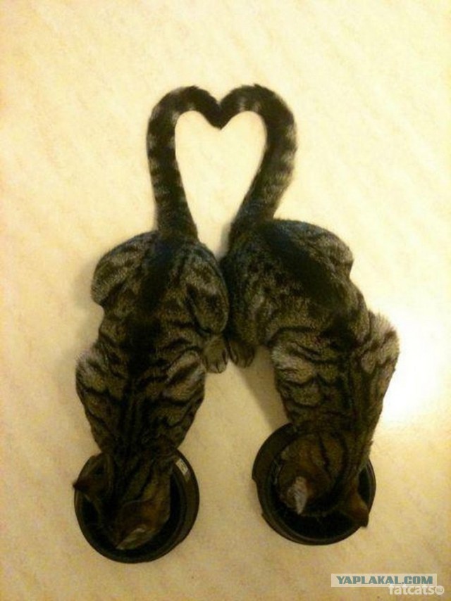 Котовторник