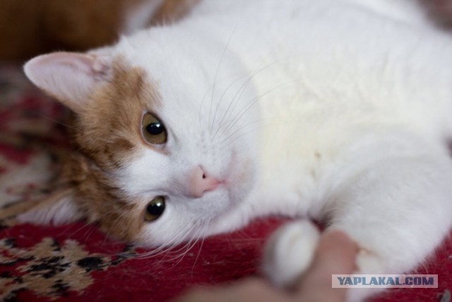Котовторник 19.01.2016