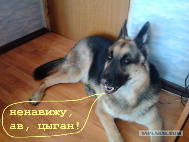 Цаганское несчастье