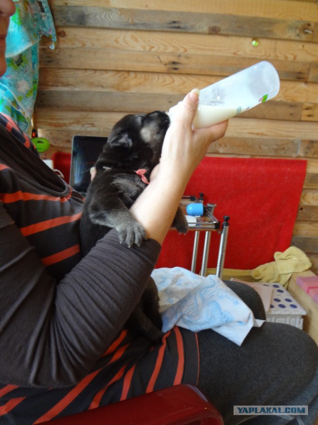 Подборка животных, которых застали за трапезой