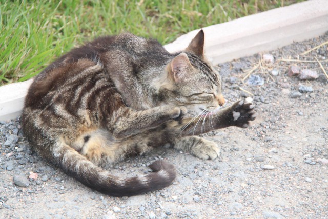 Котовторник 31.05.2016