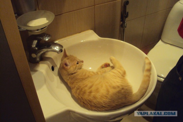 Котовторник 28.06.2016