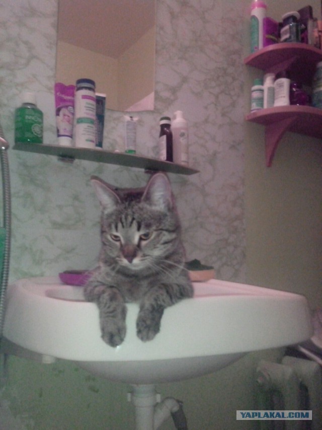 Ваши фотки котов на телефон