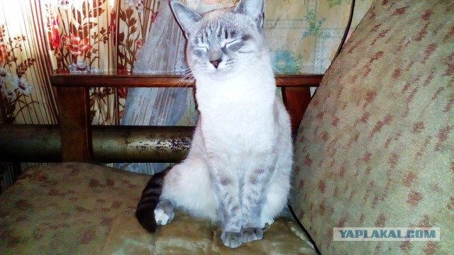 Ваши фотки котов на телефон