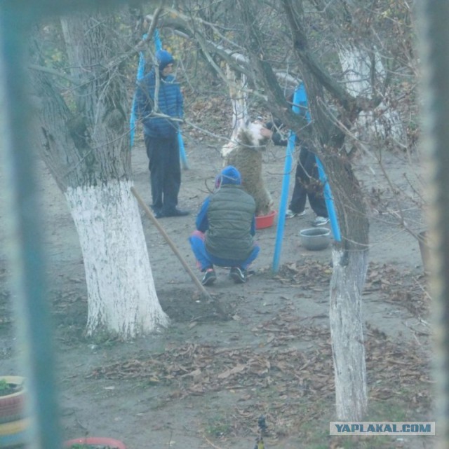 Скотобойня
