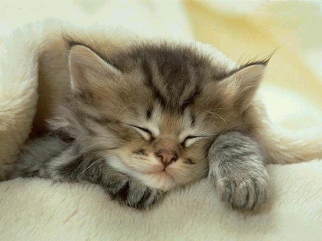 Коты из сети