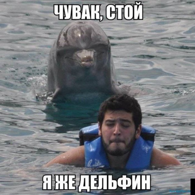 А дельфины умные...