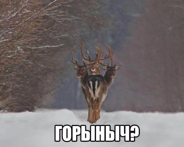 Подборка безудержного веселья