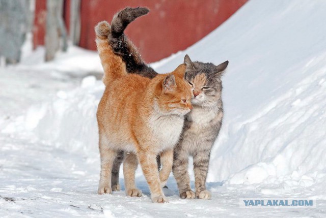 Котовторник 07.03.2017