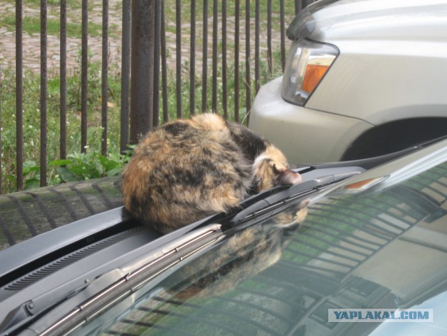 Парень будит кота петардой. Слобонервным не смотреть!