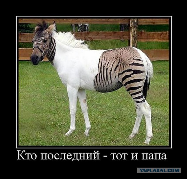 Баяны в чёрных рамках