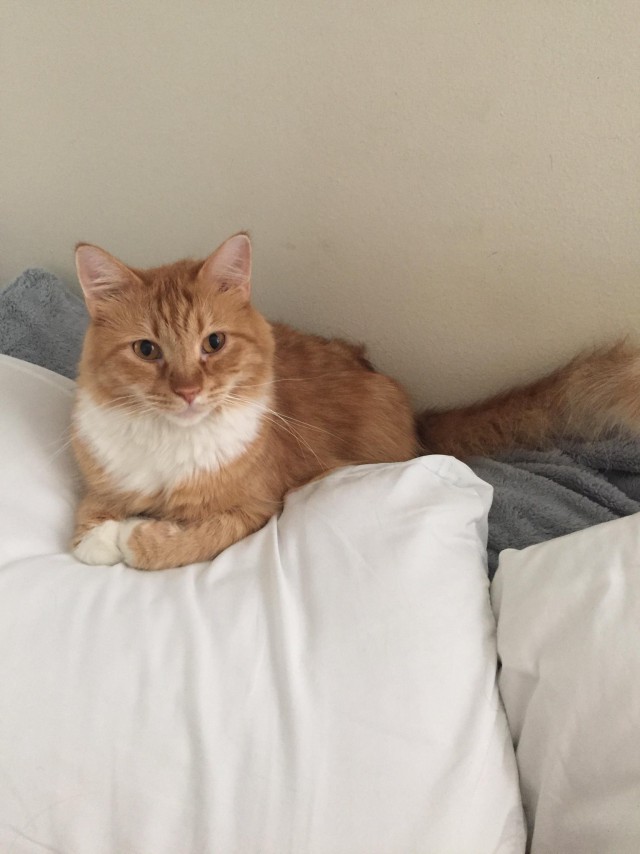 Коты и Кошки