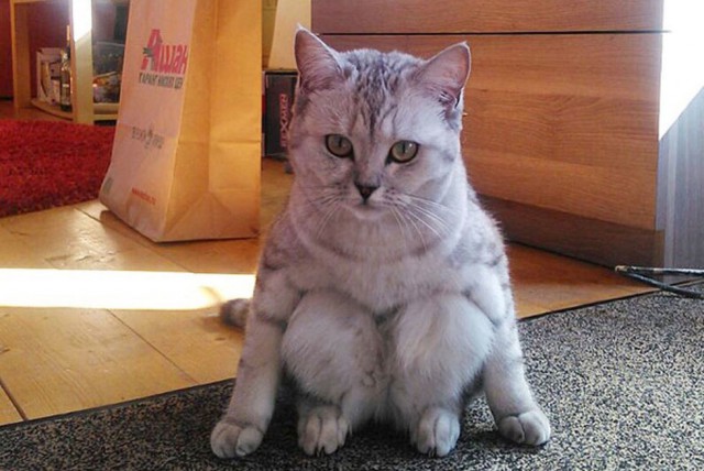 Котовторник 04.07.17