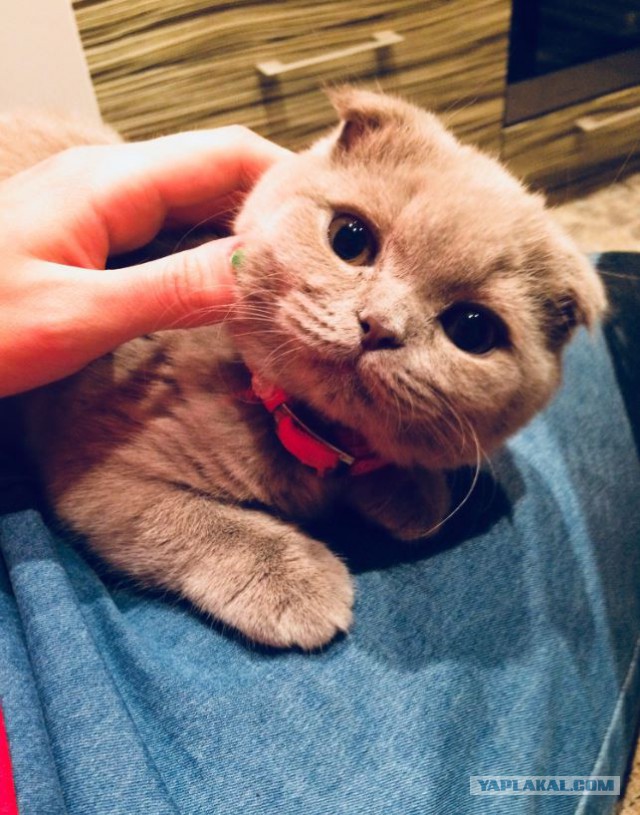 Котовторник 31.10.2017
