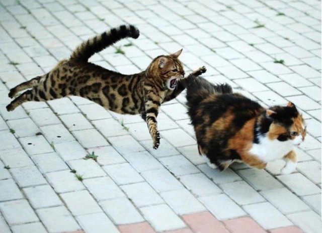 Коты и Кошки
