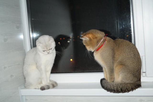 Котовторник 12.12.2017