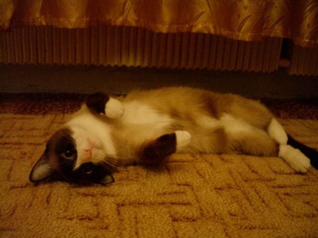 Как кот поел зубной пасты