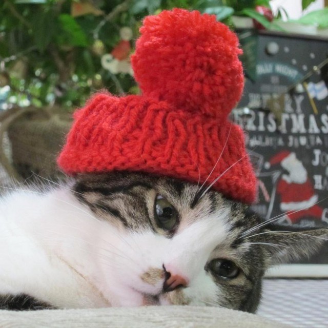Прикольных котов пост