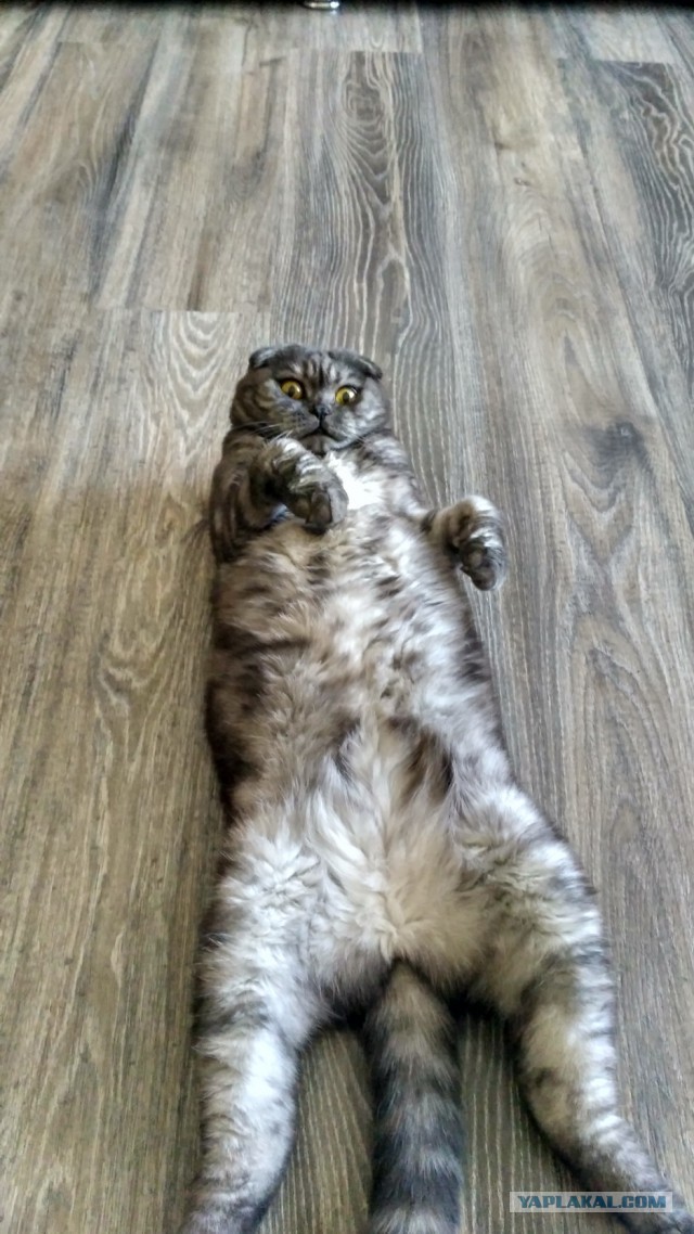 С Днем кошки!