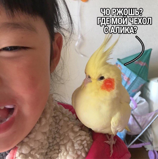 Нестандартный юмор