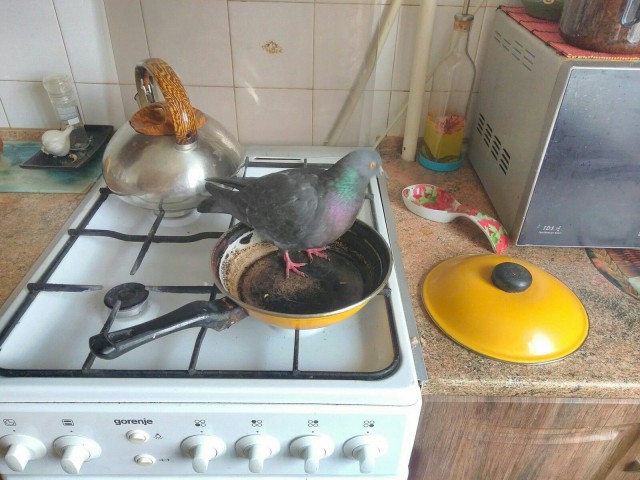 Живность из сети