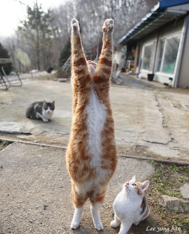 Прикольных котов пост
