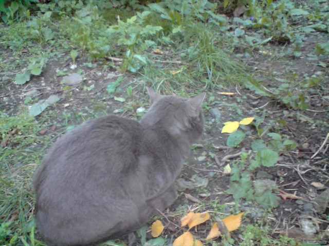 Котовторник на ЯПлакалъ! От числа 09.09.08
