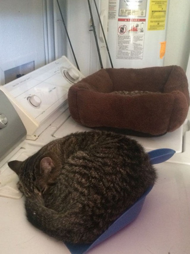 Прикольных котов пост