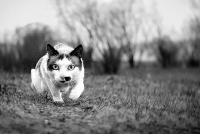 Котовторник на ЯПлакалъ