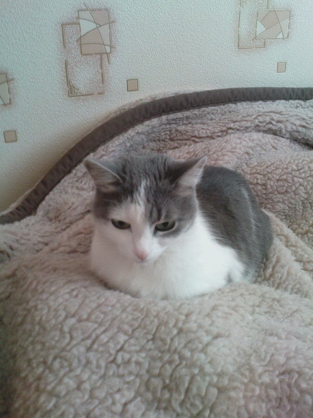 Котовторник, 19 октября