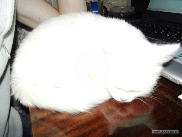 Котейкин вторник! Космический 12.04!