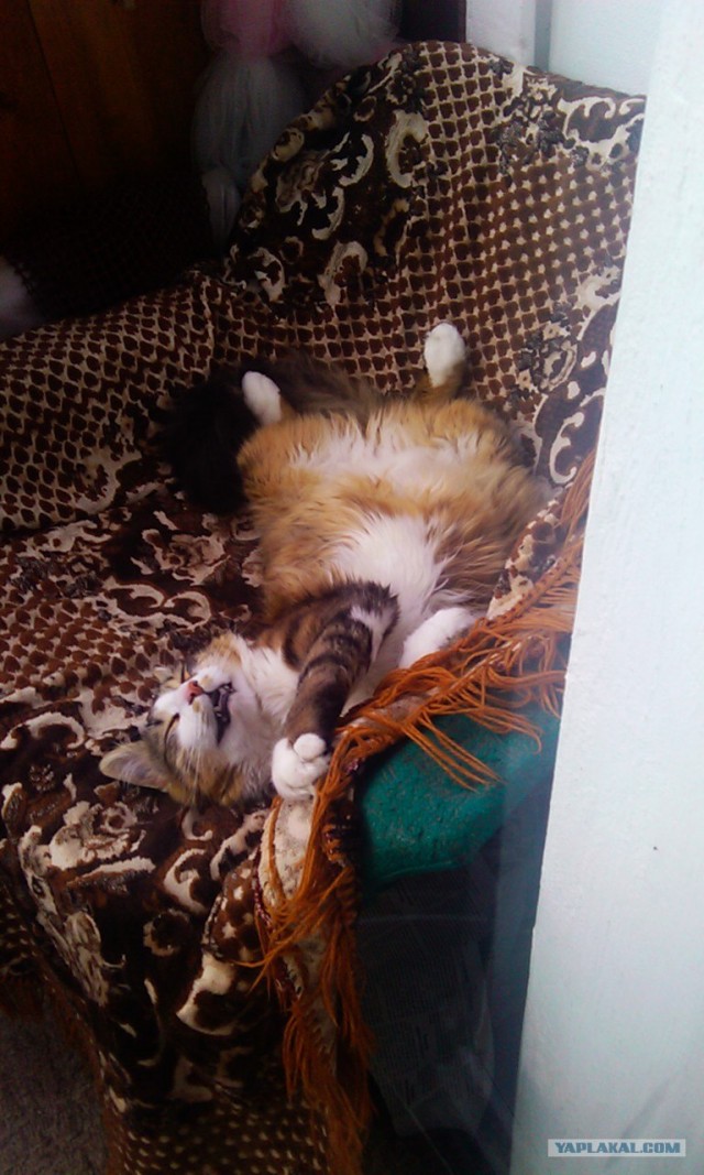 Котовторник с Максом