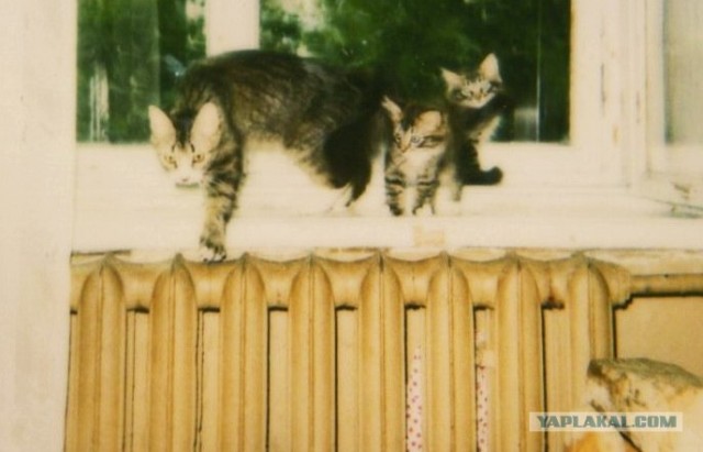 Котовторник (10.01.2012)