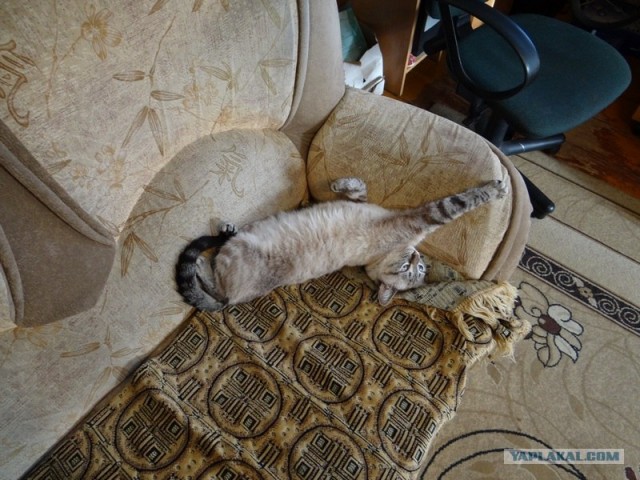 Котовторник (24. 01. 2012 )