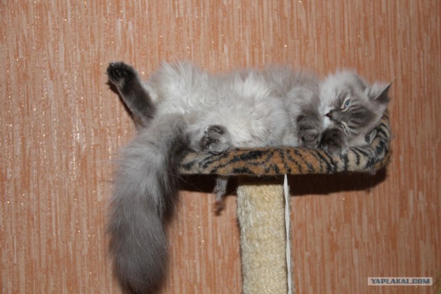 Котовторник (14.02.2012)