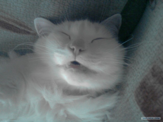 Котовторник! 13.03.2012