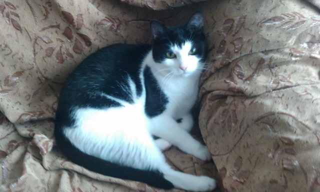 Котовторник 22.05.2012