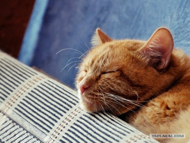 Котовторник 07.08.2012