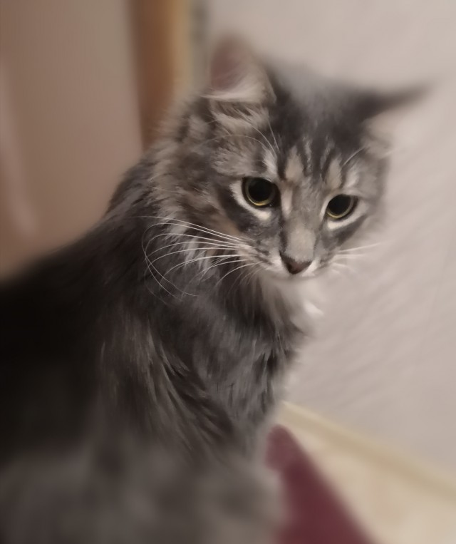 Прикольных котов пост