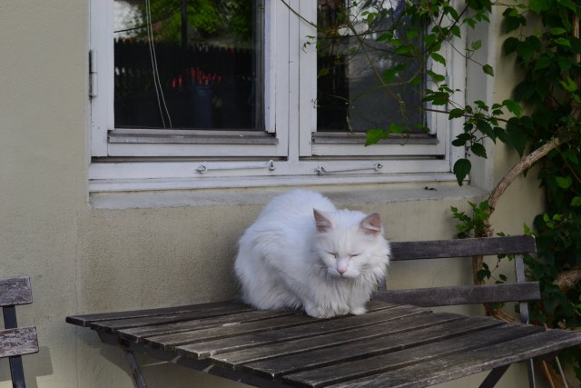 котовторник 07.05.2019